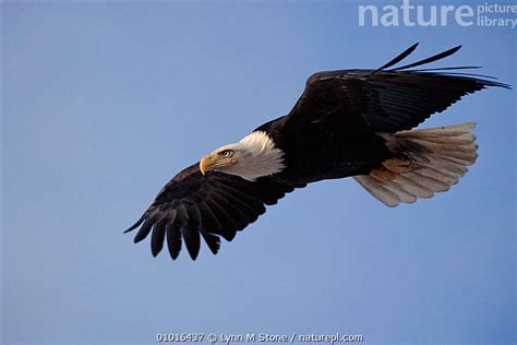 Stock photo of Bald eagle soaring in flight. Alaska, Kenai Peninsula ...