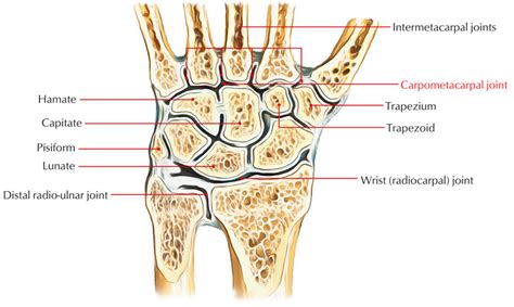 Carpometacarpal Joints – Earth's Lab