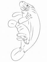 Manatee coloring Pages  SeaColoring sketch template
