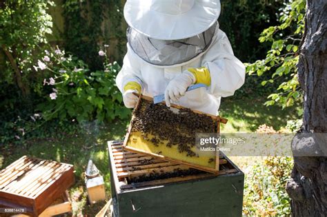 Bee Keeper Inspects Bee Hive High-Res Stock Photo - Getty Images