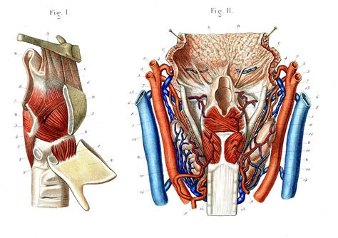 Voice Box Anatomy Photograph by Collection Abecasis