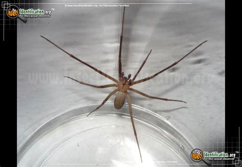 Brown Recluse Spider Identification