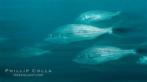 Schooling fish with motion blur, Sea of Cortez, Baja California, Mexico