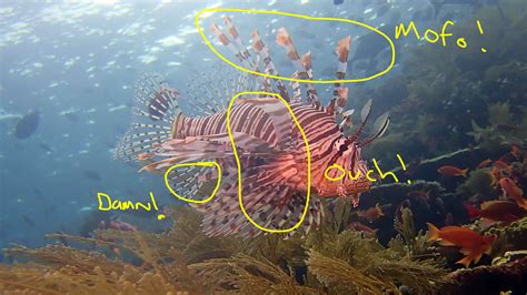 Lionfish - A Smart Fish? · Local Dive Thailand