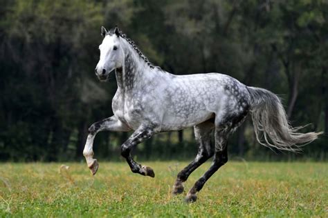 243 Dapple Gray Horse Names - HorseNameIdeas.com