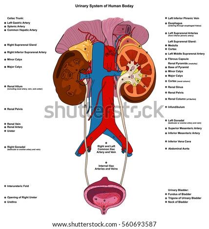 Urinary System Stock Images, Royalty-Free Images & Vectors | Shutterstock