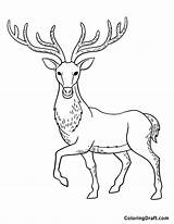 Caribou Coloring Pages  ColoringDraftcom sketch template