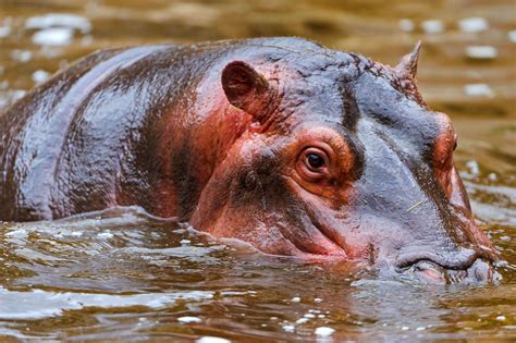 Hippopotamuses Wallpapers - Wallpaper Cave