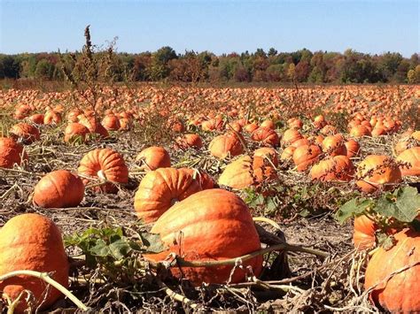 The 10 Best Pumpkin Patches in the USA