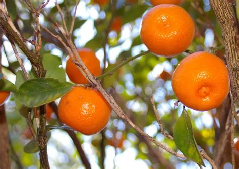 How to Grow Calamondin Trees - Plant Instructions