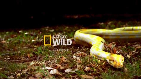 Nat Geo Wild HD-Заставка канала №1 (09.08.2012) - YouTube