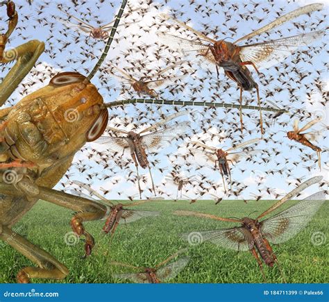 Migratory locust swarm stock image. Image of damage - 184711399