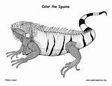 57 Iguana Animal Coloring Pages Free  Printable sketch template