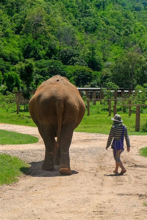 What To Expect From Elephant Nature Park Overnight Trip