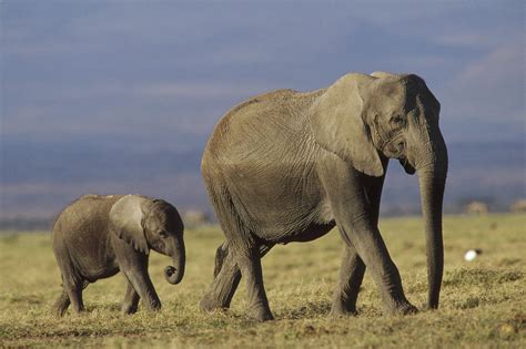 African Elephant Mother Leading Calf Photograph by Tim Fitzharris