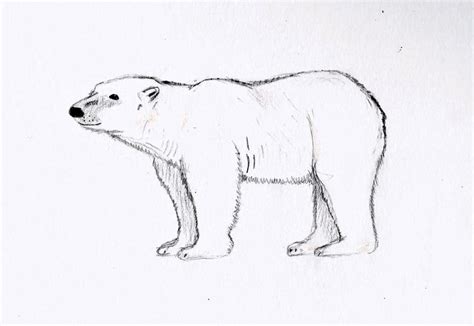 Polar Bear sketch by wickedlovelyfaery on DeviantArt