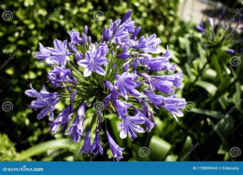 Wild sage flowers stock image. Image of flowers, closeup - 179895943