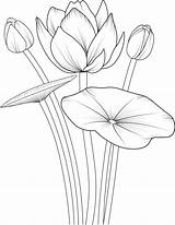 Flower Sketch For Coloring At Stefanie Norton Blog sketch template