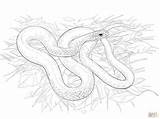 Rattlesnake Coloring Pages Printable sketch template
