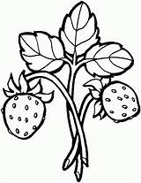 Strawberry coloring Pages To Download And Print For Free sketch template