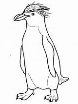Printable Penguin Coloring Pages sketch template