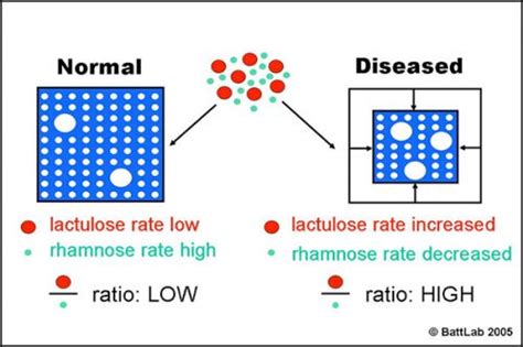 Intestinal Permeability Test - Veterinary Laboratory UK | Diagnostic ...