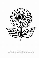 Free Printable Zinnia Coloring Pages For Kids sketch template