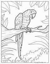 22 Parrot Coloring Pages Free PDF Printables sketch template