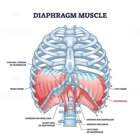 Diaphragm muscle structure with transparent ribcage bones outline diagram – VectorMine