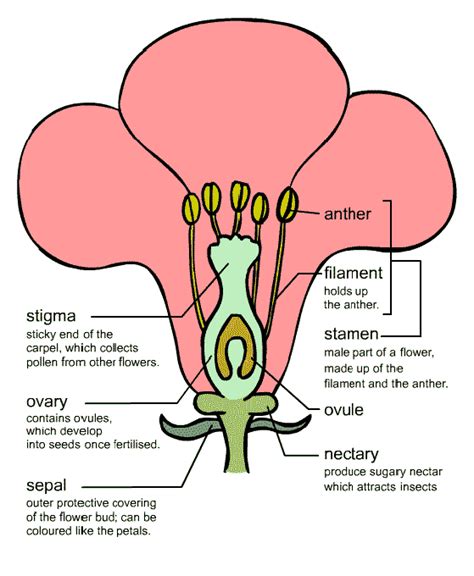 The world of plants and flowers: Pollination by insect