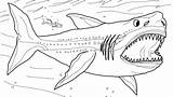 Basking Shark Pages Printable Coloring sketch template