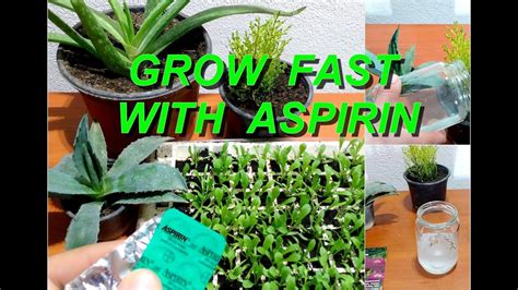 Use aspirin for faster growing all flowers and plants / faster ...