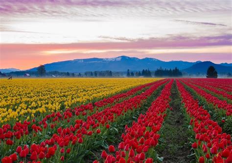 The best things to do in Skagit County, Washington, tulip festival