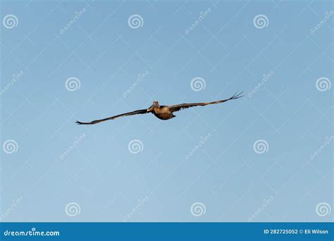 Pelican Flying Over Water stock photo. Image of carolina - 282725052