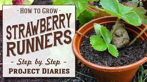 How to: Grow Strawberry Runners (A Complete Step by Step Guide ...