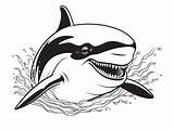 Beautiful Killer Whale Coloring  Coloring Page sketch template