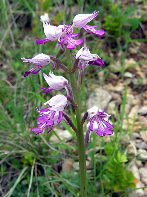 Photos des Orchidées sauvages de L’Aveyron