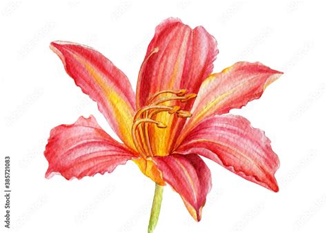 beautiful daylily flower on white background, watercolor botanical ...