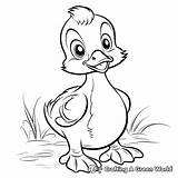 Yellow Duck Coloring Pages  Free & Printable sketch template