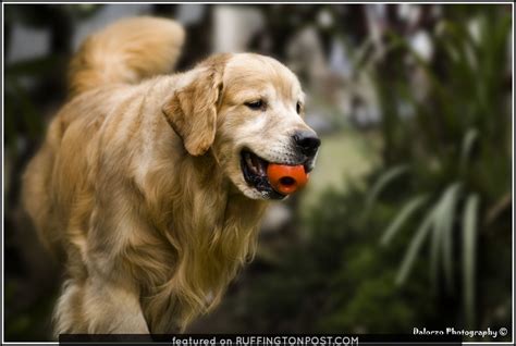 Finding the Ball is Easy for This Golden Retriever - Ruffington Post