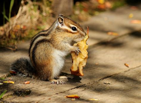 Siberian Chipmunk Habitat, Behavior, Diet, Facts, and Pictures