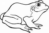 Coloring Page Of A Frog sketch template