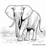 Realistic Elephant Coloring Pages  Free & Printable sketch template