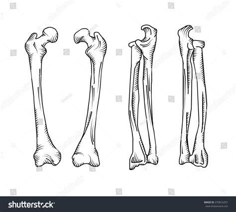 Hand Drawn Realistic Human Bones Stock Vector (Royalty Free) 470816291 ...