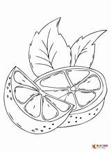 Lime Coloring Pages sketch template