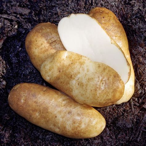 Heirloom Seed Potato Collection - Organic Seed Potatoes - Stark Bro's