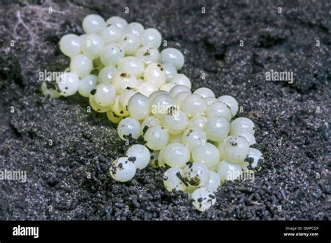 Clump of white snail eggs on the soil, garden pests Stock Photo - Alamy