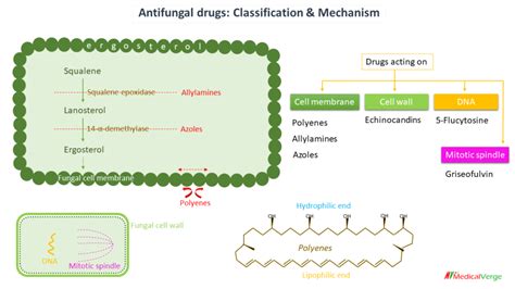 Antifungal drugs: classification, mechanism, uses and side effects - MedicalVerge