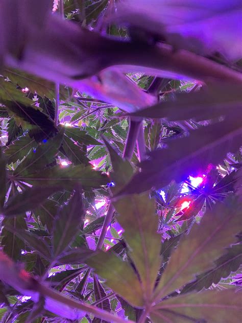 Cannabis Canopy, mary jane, plant, pot, purple, HD phone wallpaper | Peakpx