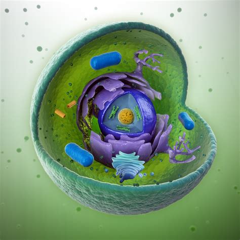 Learn About Organelles